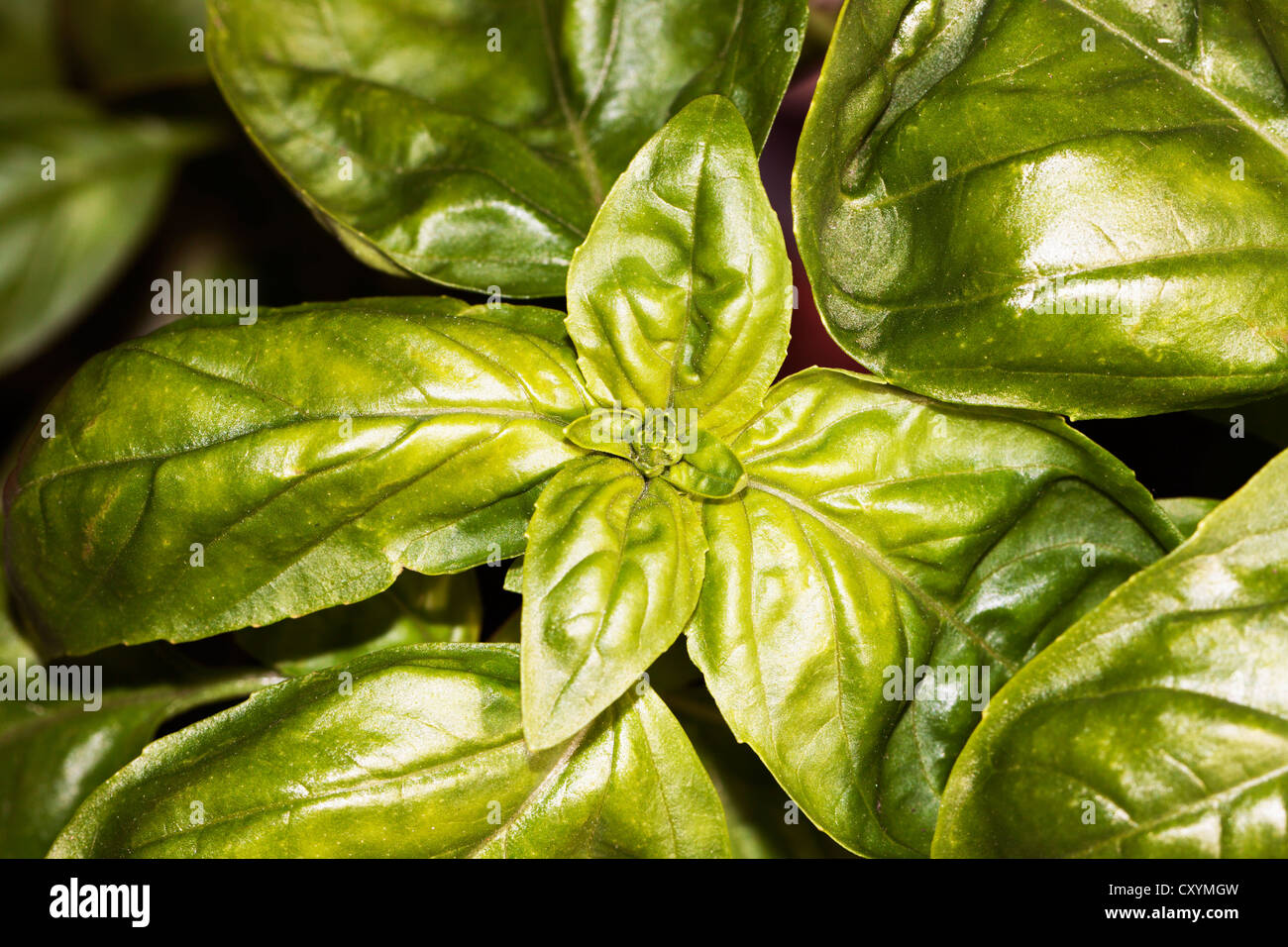 Il basilico (Ocimum basilicum) Foto Stock