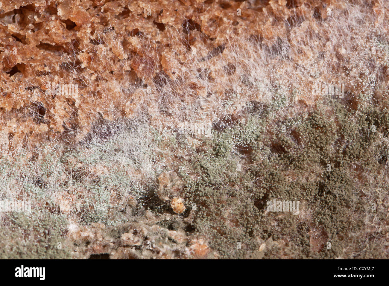 La muffa verde, pane stampo, spore di muffa, le culture di stampo Foto Stock