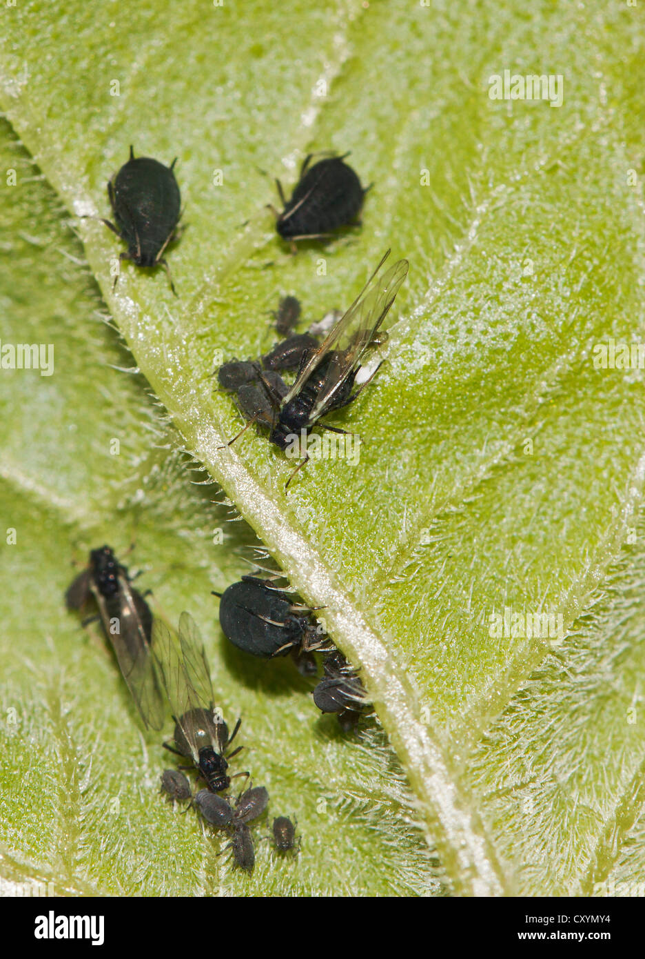 Afidi (Scarabaeidae) su una foglia Foto Stock