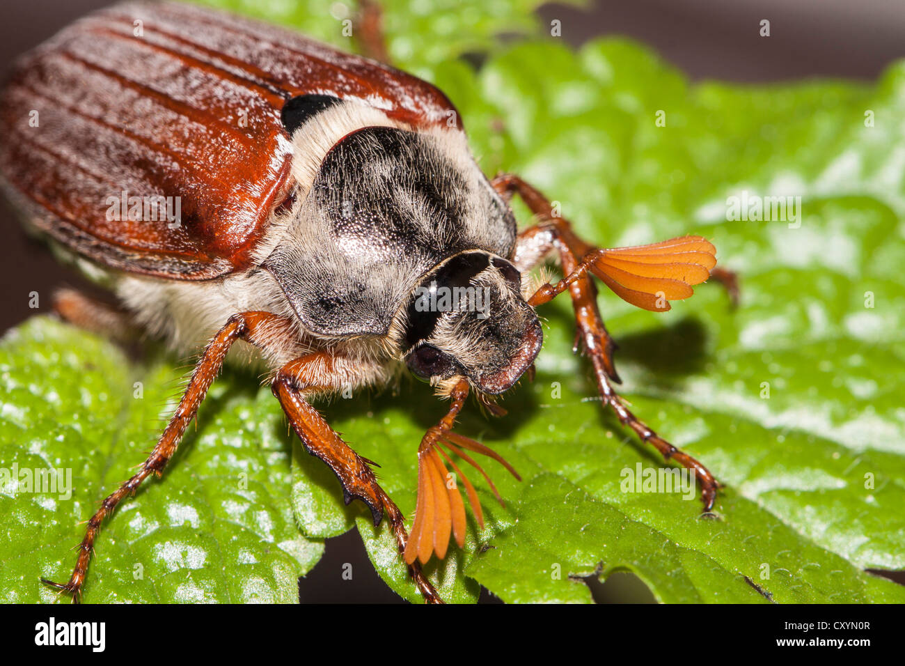 Cockchafer o può Bug (Melolontha melolontha) su una foglia di menta Foto Stock