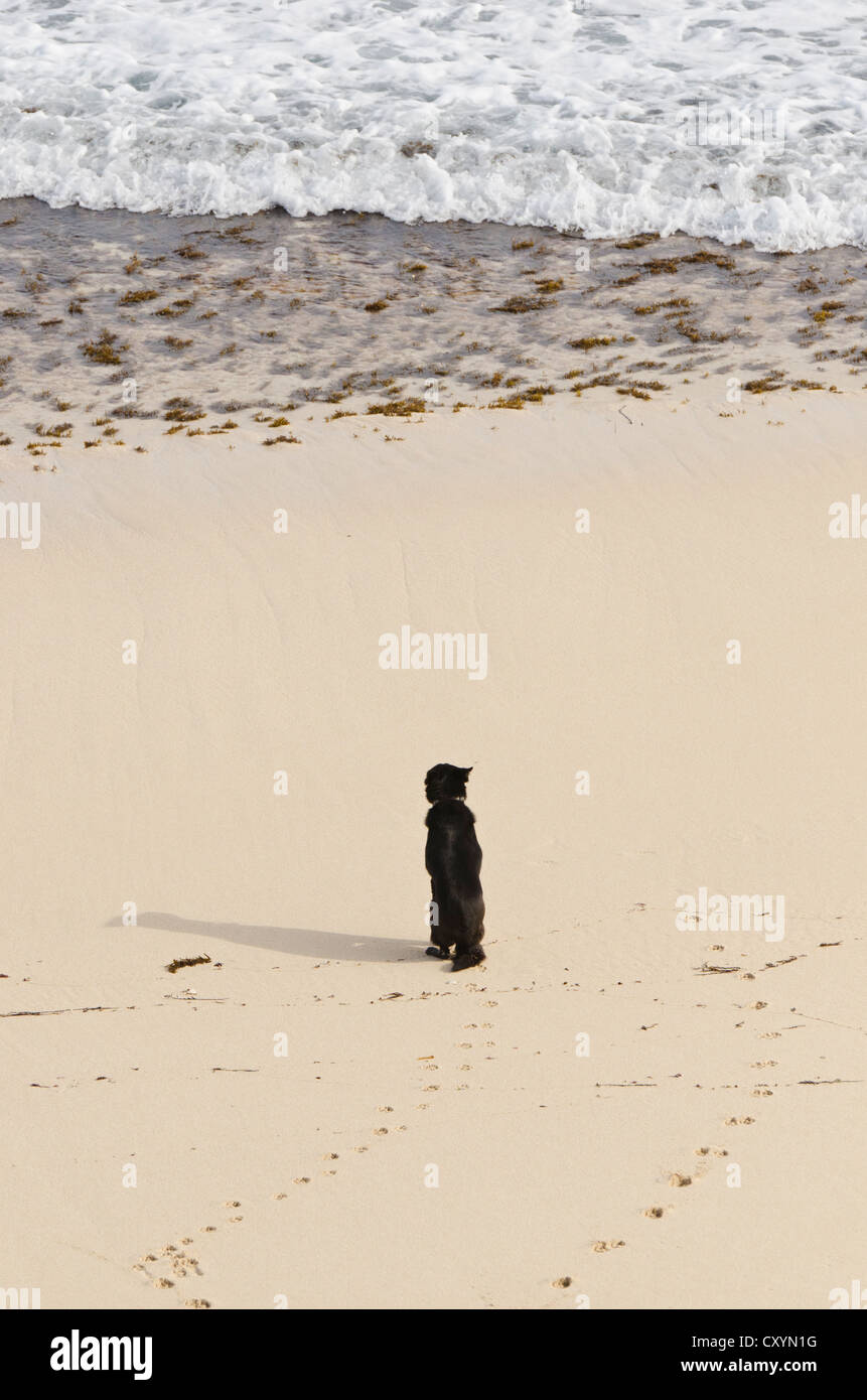 Lone dog sitter su una spiaggia a guardare il mare Foto Stock