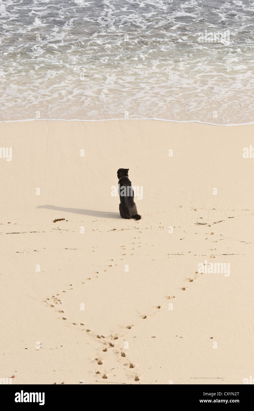 Lone dog sitter su una spiaggia a guardare il mare Foto Stock