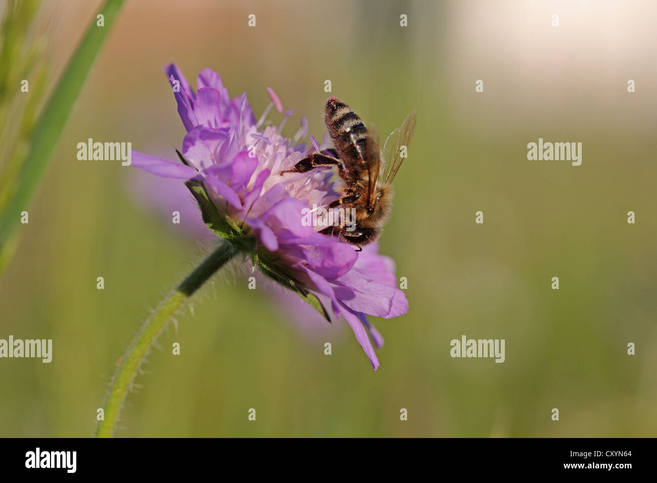 Il miele delle api (Apis mellifera) su un fiore Scabious (Knautia), Baden-Wuerttemberg Foto Stock