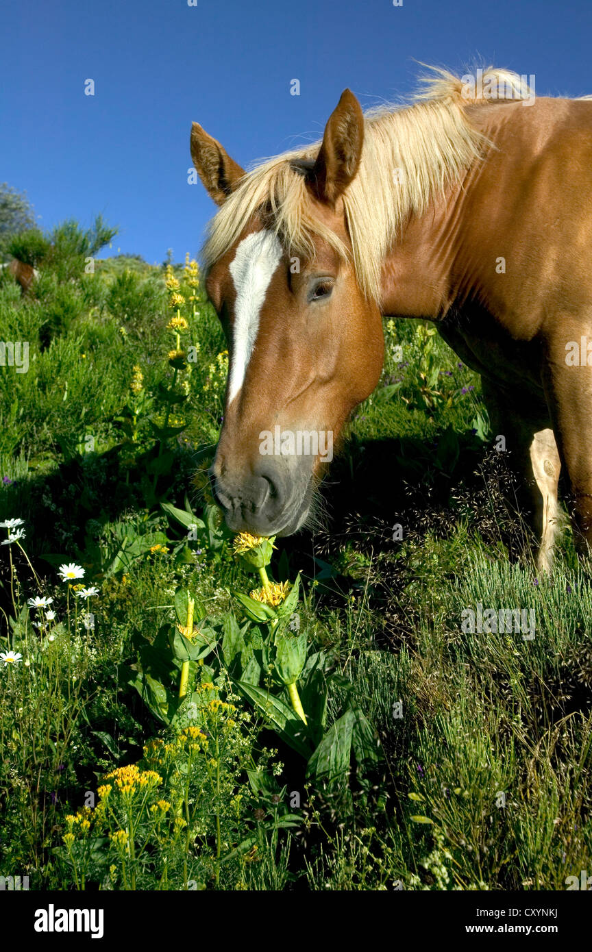 Cavallo nella valle Impradine, Parc Naturel Regional des Volcans d'Auvergne, Auvergne parco naturale regionale dei vulcani, Cantal, Francia Foto Stock
