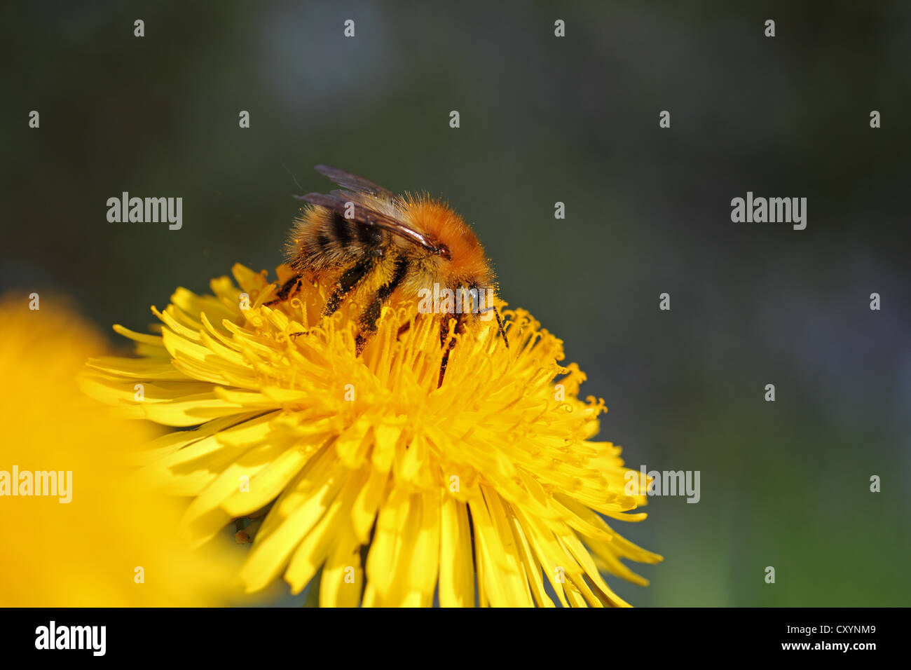 Bumblebee (Bombus sp.), alimentazione su un fiore di tarassaco (Taraxacum sp.), vista in dettaglio Foto Stock