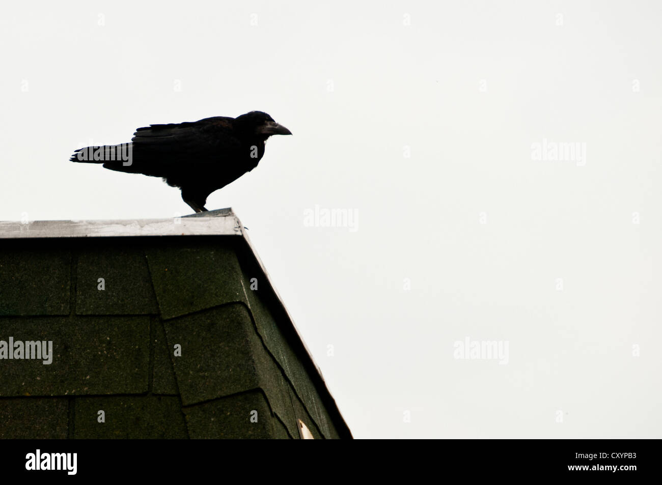 Crow in piedi sul bordo di un edificio Foto Stock