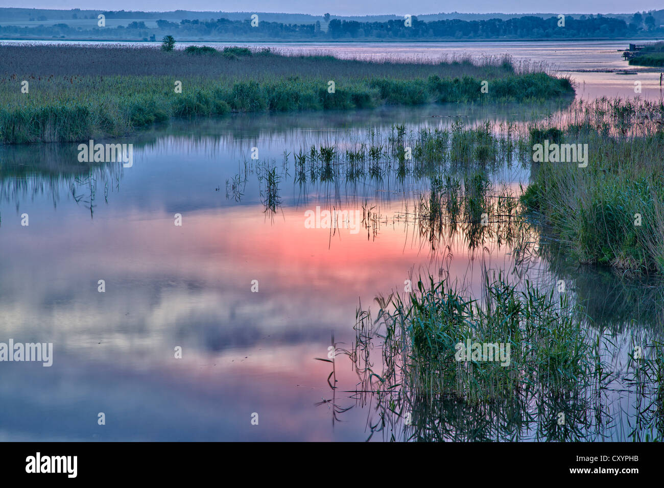 Lago Federsee con un moro nella luce del mattino, Lago Federsee distretto, vicino a Bad Buchau, Baden-Wuerttemberg Foto Stock