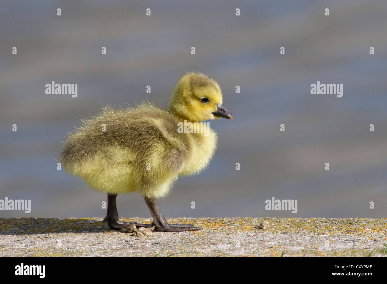 Canada Goose chick camminando sul bordo del lago a Clumber Park Foto Stock