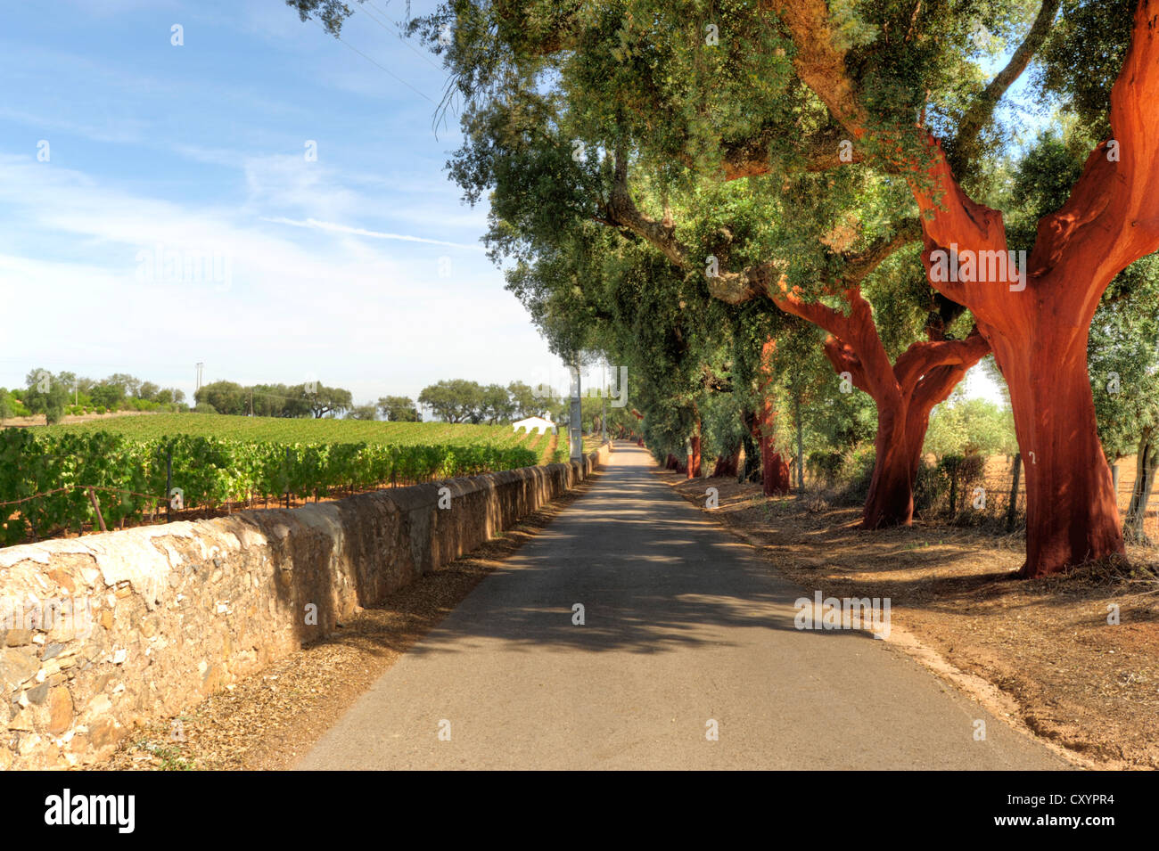 Un viottolo di campagna tra vigneti e alberi da sughero nel Alentejo, Portogallo Foto Stock