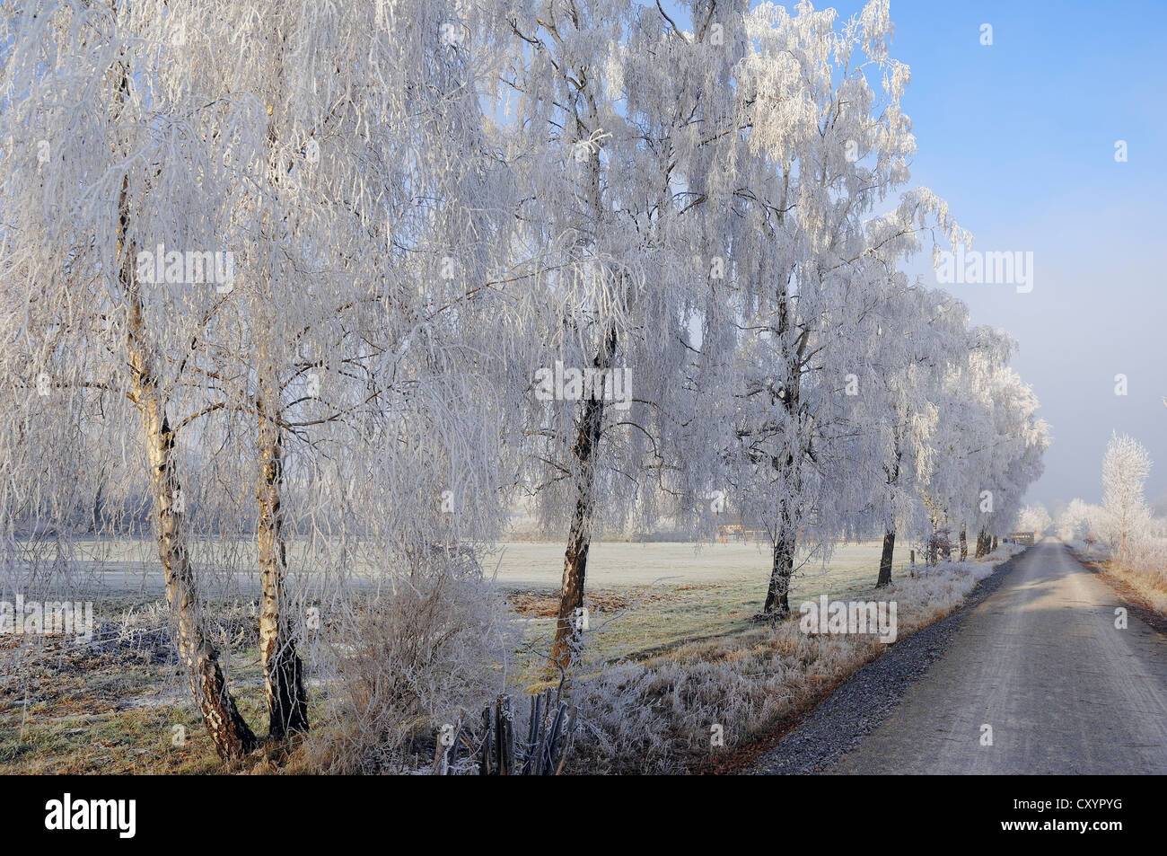 Argento betulle (Betula pendula, betula alba, Betula verrucosa), e percorso in inverno, Renania settentrionale-Vestfalia Foto Stock