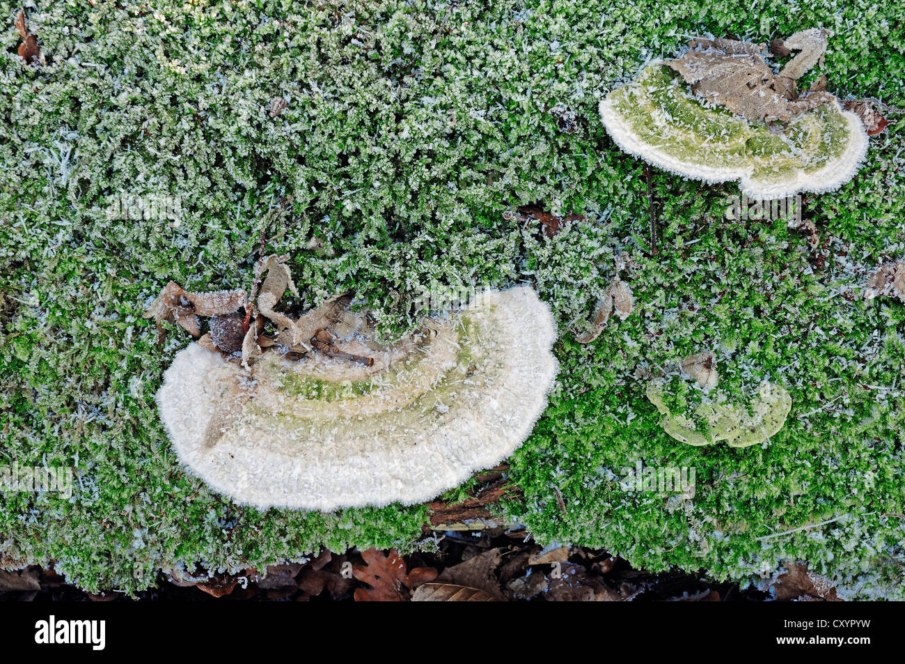 Brina coperto bitorzoluto staffa (Trametes gibbosa), Renania settentrionale-Vestfalia Foto Stock