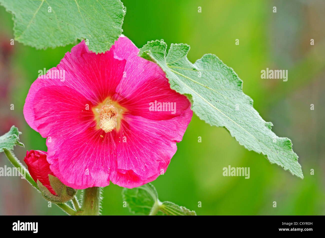 Hollyhock (Alcea rosea, Althaea rosea, Althaea chinensis), Renania settentrionale-Vestfalia Foto Stock