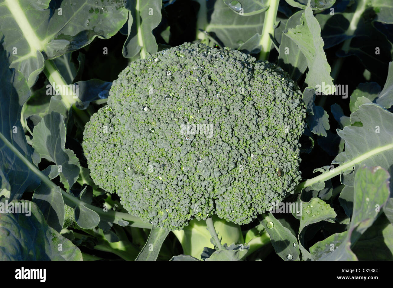 Broccoli (Brassica oleracea var. italica), Renania settentrionale-Vestfalia Foto Stock