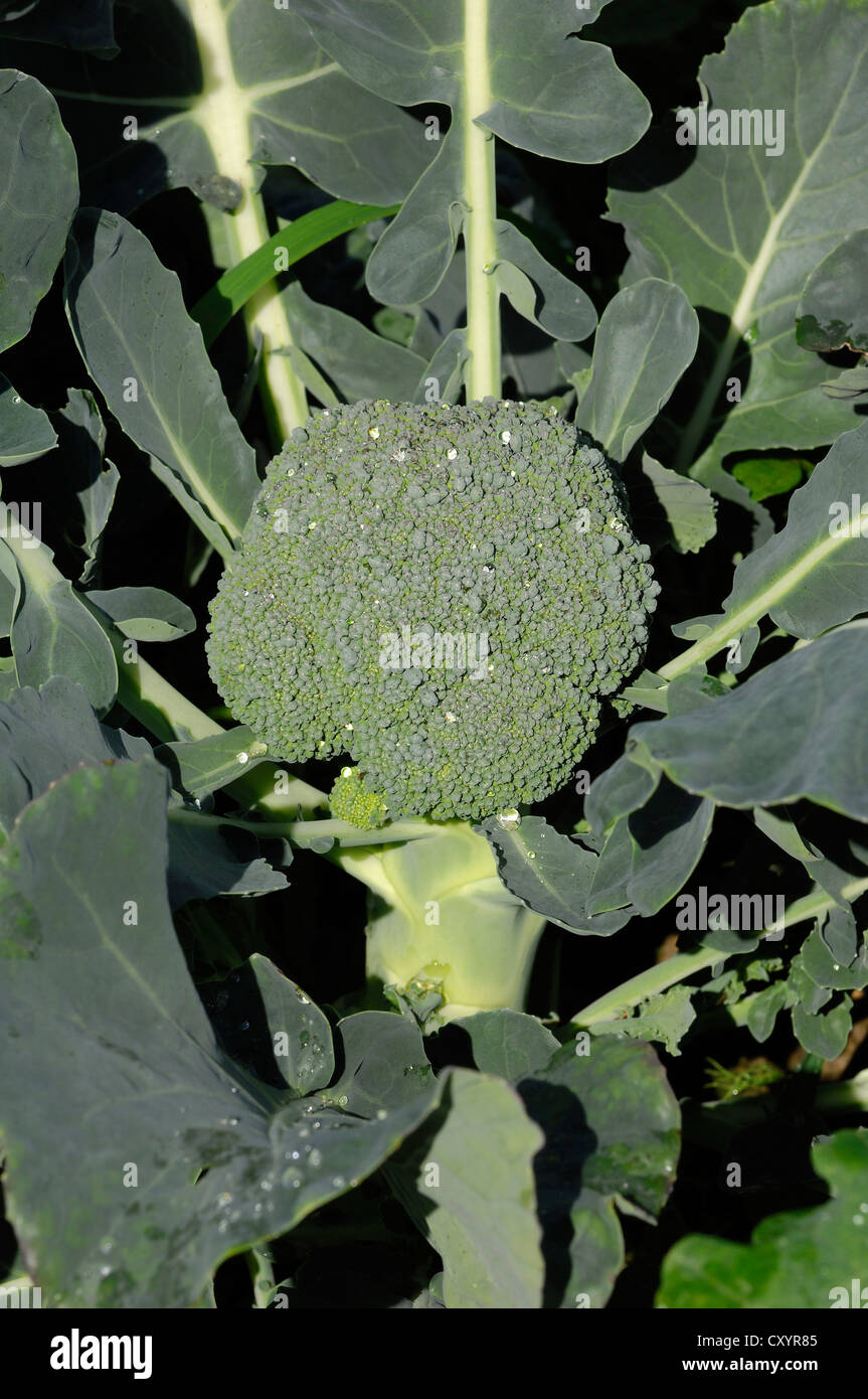 Broccoli (Brassica oleracea var italica), Renania settentrionale-Vestfalia Foto Stock