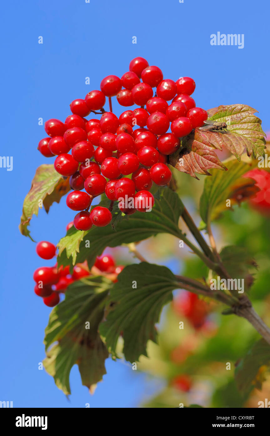 Viburno Rose, acqua sambuco, Cranberrybush europea, crampi corteccia, Snowball Tree bacche (Viburnum opulus), bacche Foto Stock