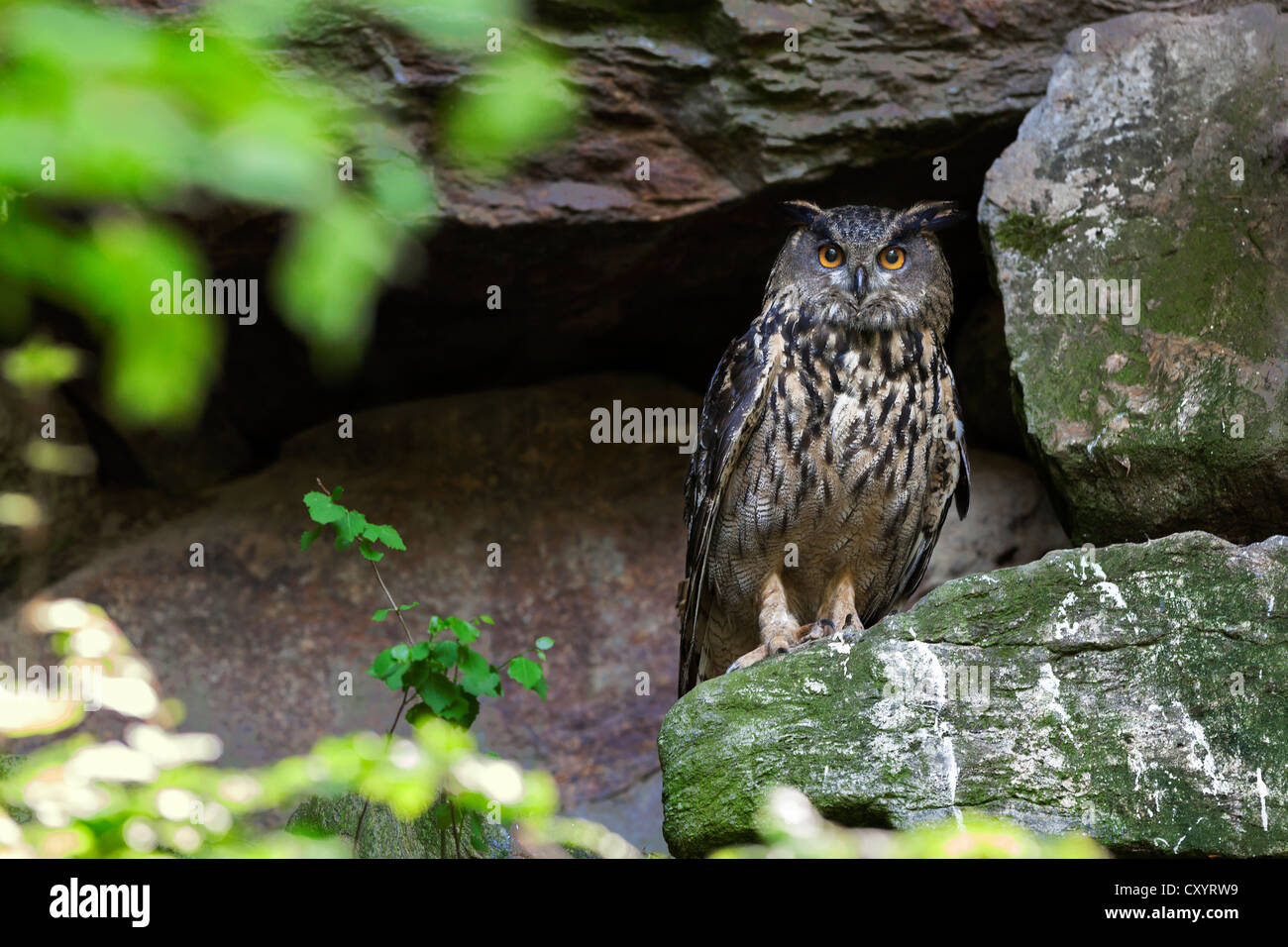 Gufo reale (Bubo bubo), Neuschoenau outdoor enclosure animale, Foresta Bavarese, in Baviera, PublicGround Foto Stock