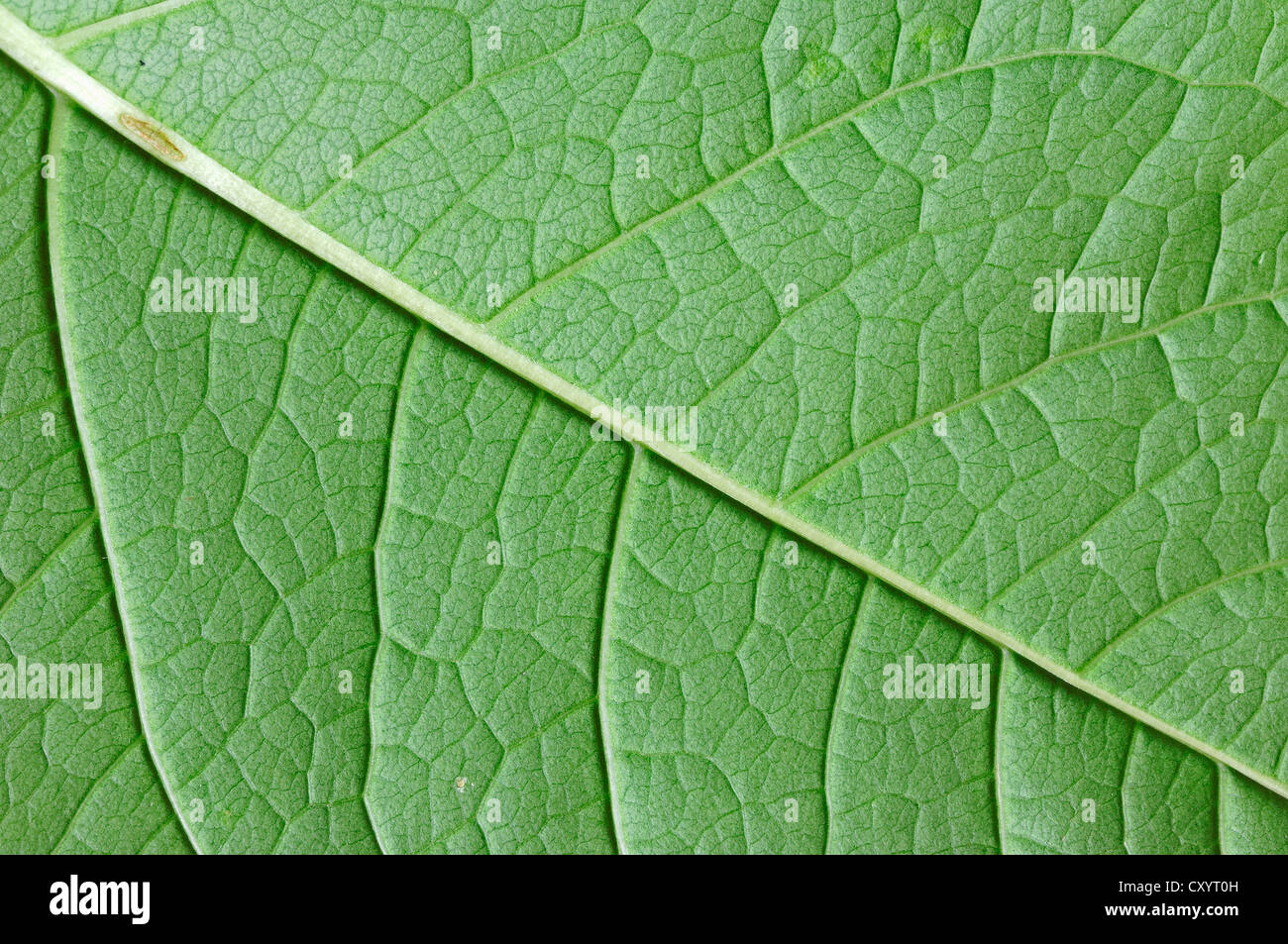 Cogwood comune (Cornus sanguinea), per una visualizzazione dettagliata delle foglie, Renania settentrionale-Vestfalia Foto Stock