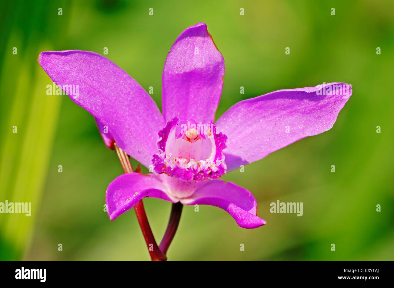 Massa cinese orchidea (Bletilla striata, Bletia striata, Bletia hyacinthina), che si trova in Asia, pianta di giardino Foto Stock
