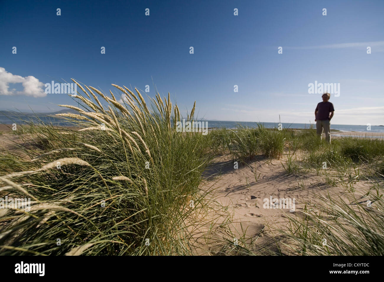 La spiaggia e le dune di sabbia in Anglesey , Wales UK panorami distanti di Snowdonia Foto Stock La spiaggia e le dune di sabbia in Anglesey , Wales UK panorami distanti di Snowdonia Foto Stock