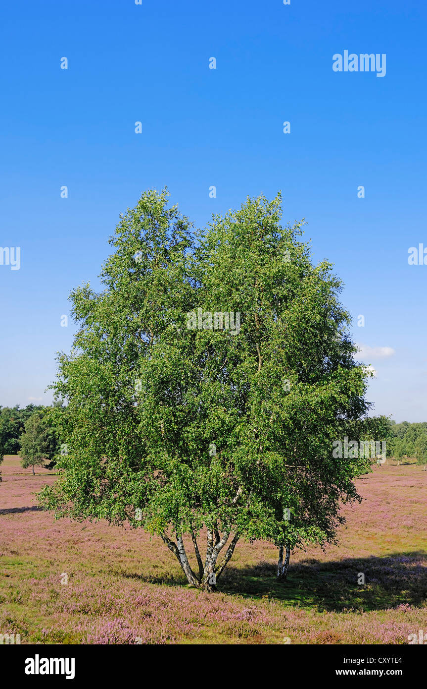 Argento (betulla Betula pendula, betula alba, Betula verrucosa), fioritura brughiera, Westruper Heide, Renania settentrionale-Vestfalia Foto Stock