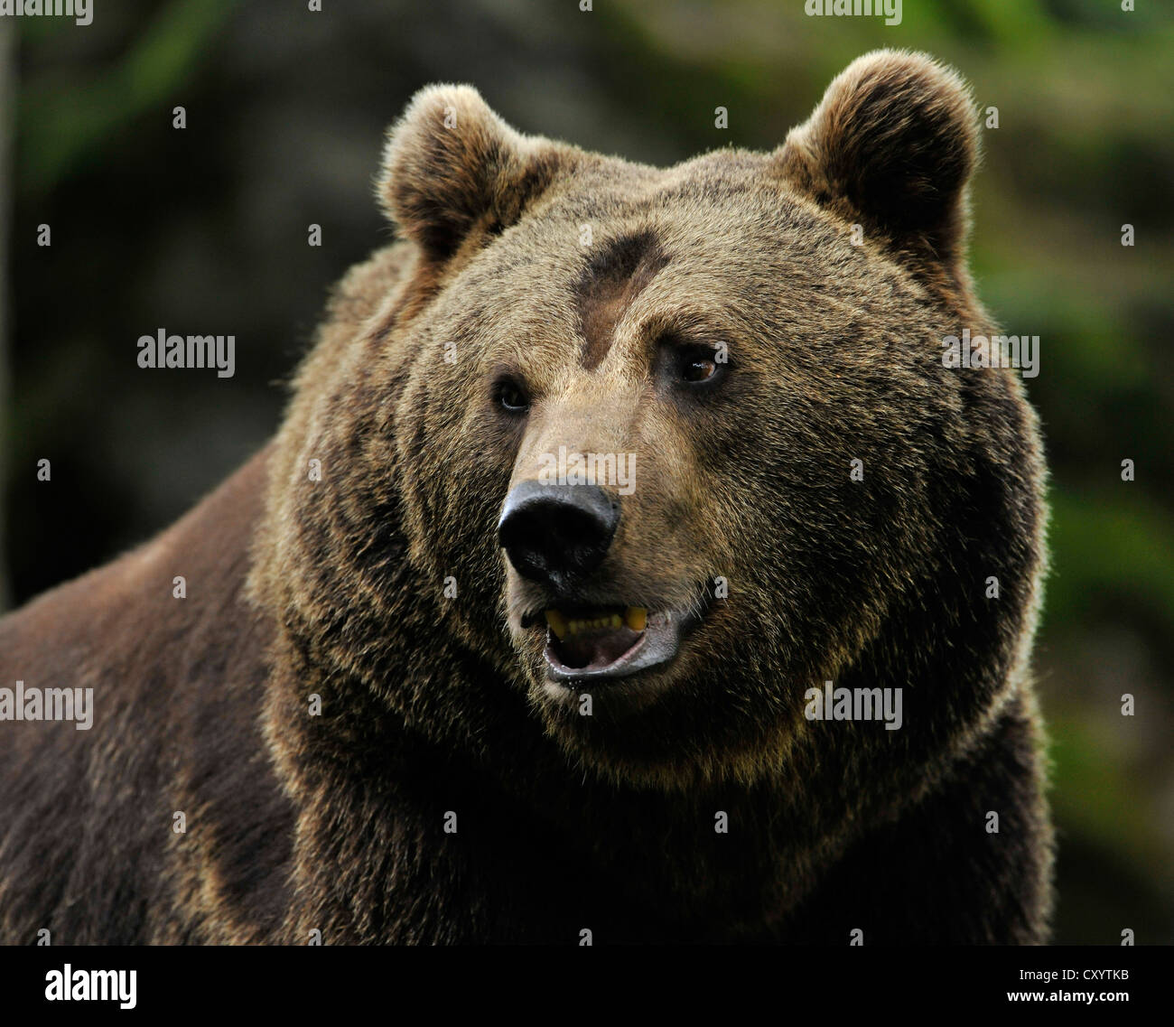 Unione l'orso bruno (Ursus arctos), ritratto, racchiusi in un zona del Parco Nazionale della Foresta Bavarese, Bavaria Foto Stock