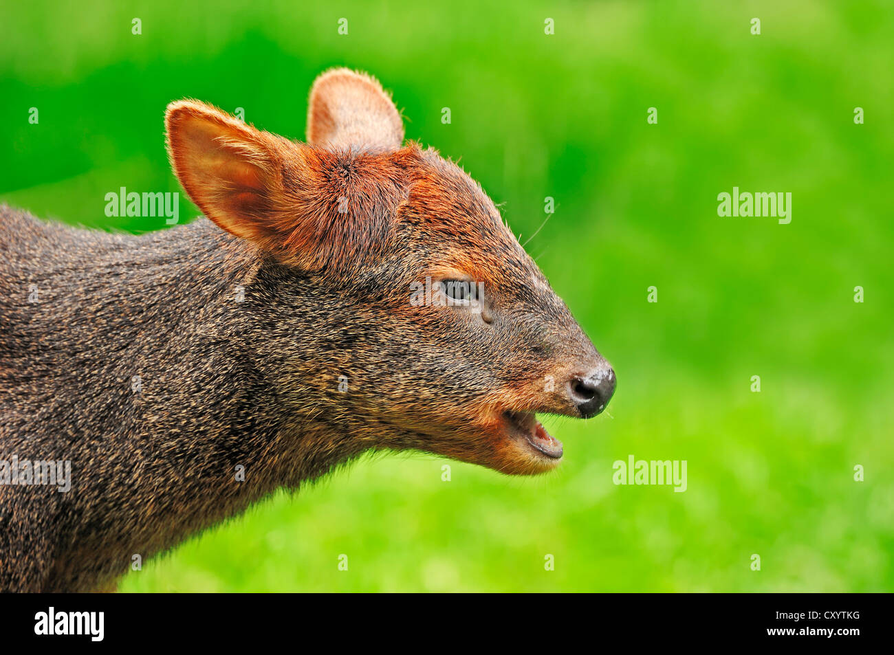 Pudu (Pudu pudu, Pudu puda), femmina, ritratto, trovati in Sud America, captive Foto Stock