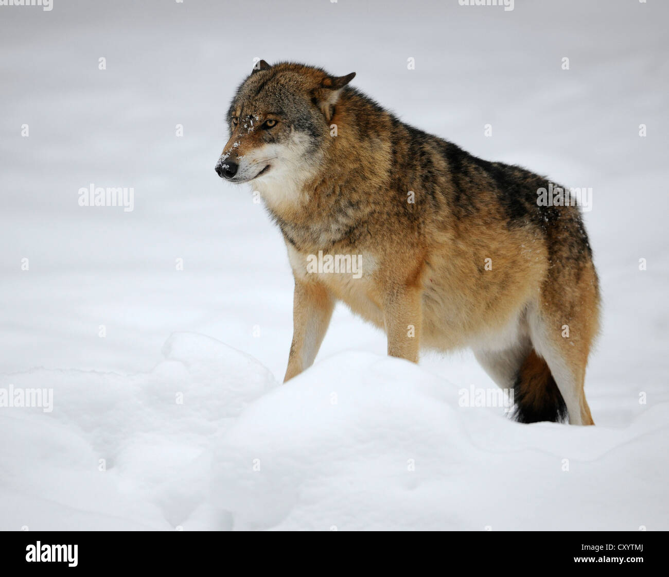 Rango inferiore Lupo (Canis lupus) con i suoi orecchi trattenuto e la sua coda bloccata tra le sue zampe posteriori, nella neve, in una zona chiusa Foto Stock