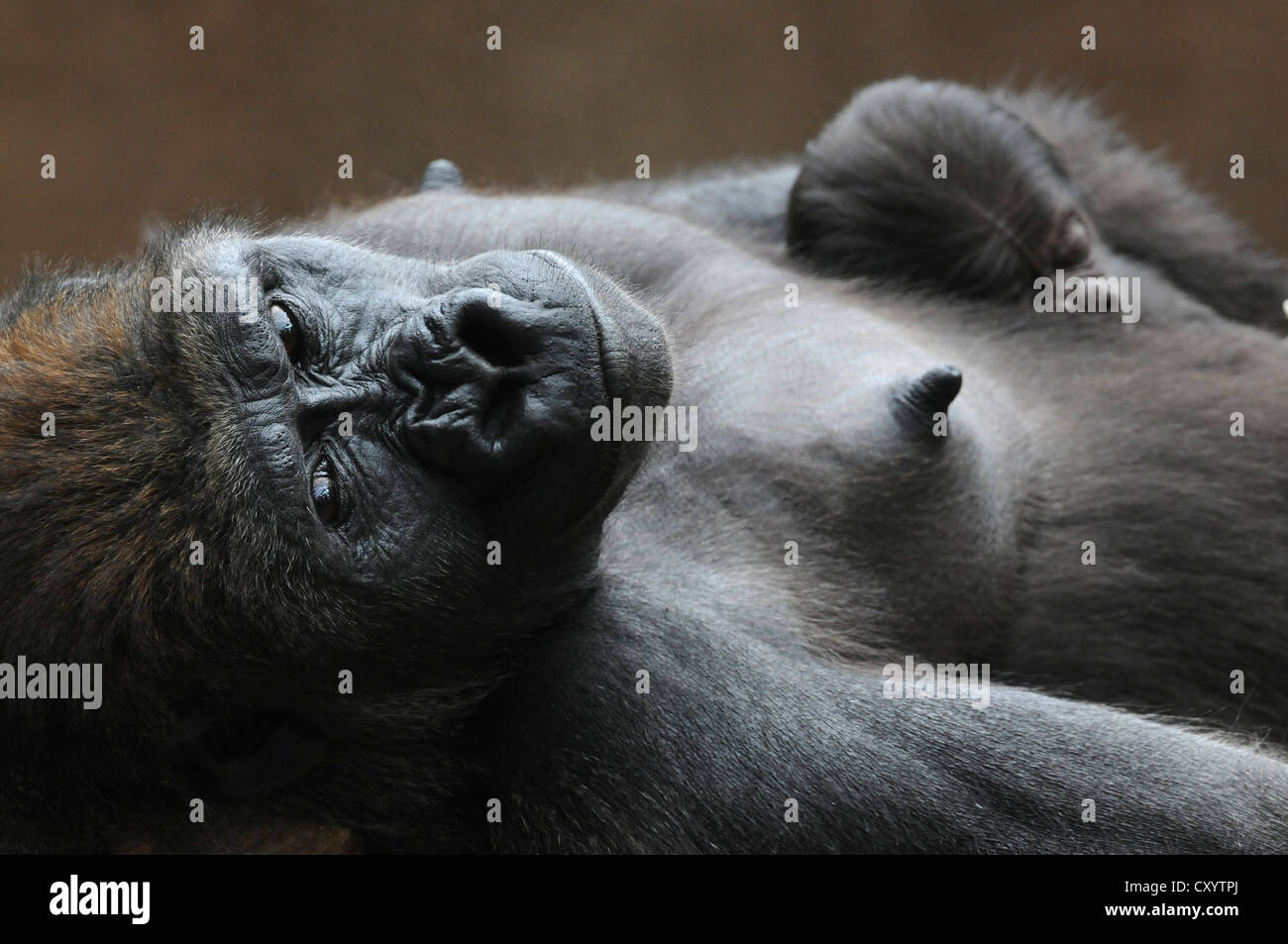 Pianura occidentale (Gorilla Gorilla gorilla gorilla), la madre e il bambino appoggiato, captive, specie africane, animali da zoo, Bassa Sassonia Foto Stock