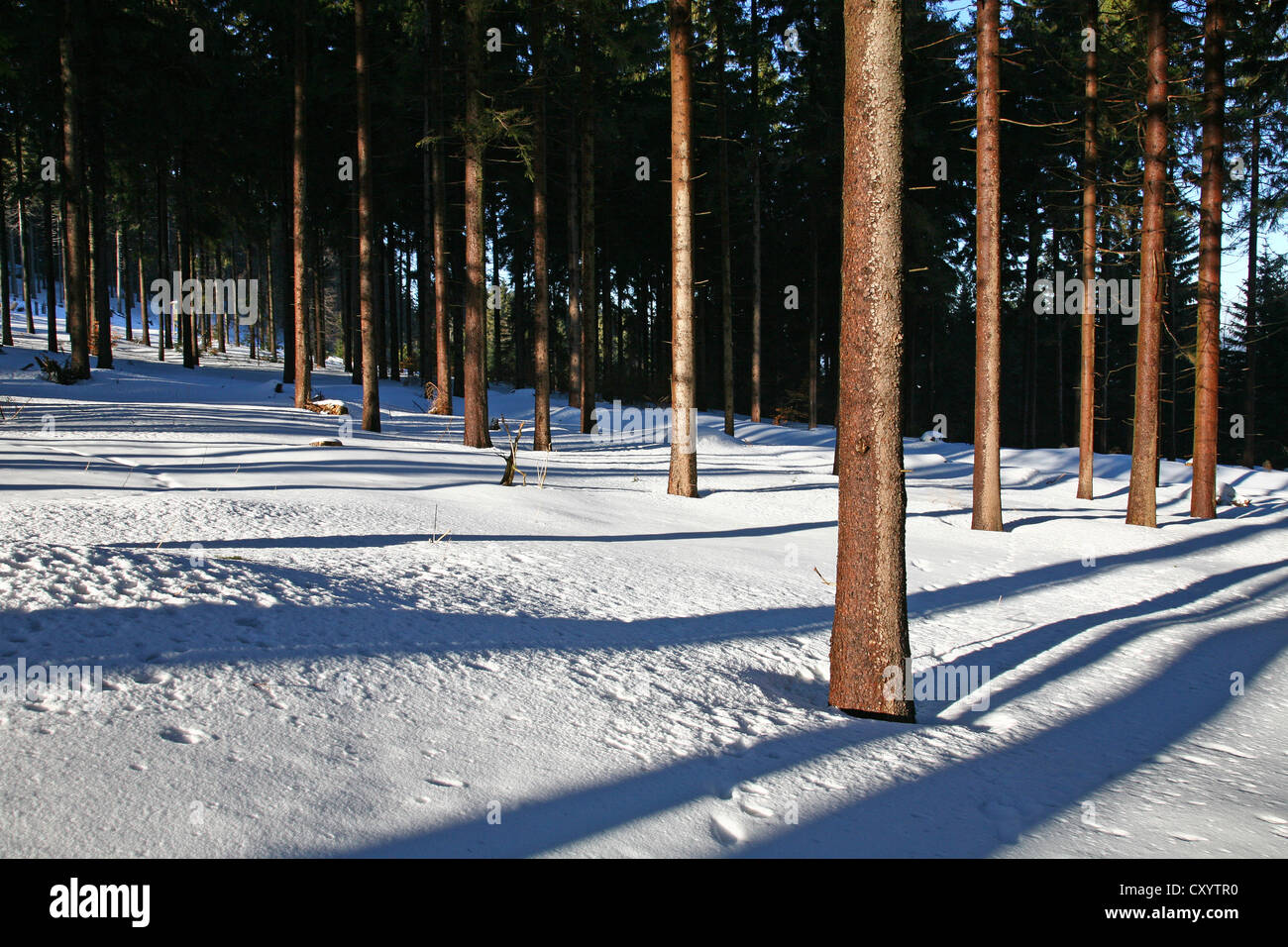 La foresta di abete rosso (Picea abies), in inverno, vicino Stuetzerbach, Foresta Turingia, Turingia Foto Stock