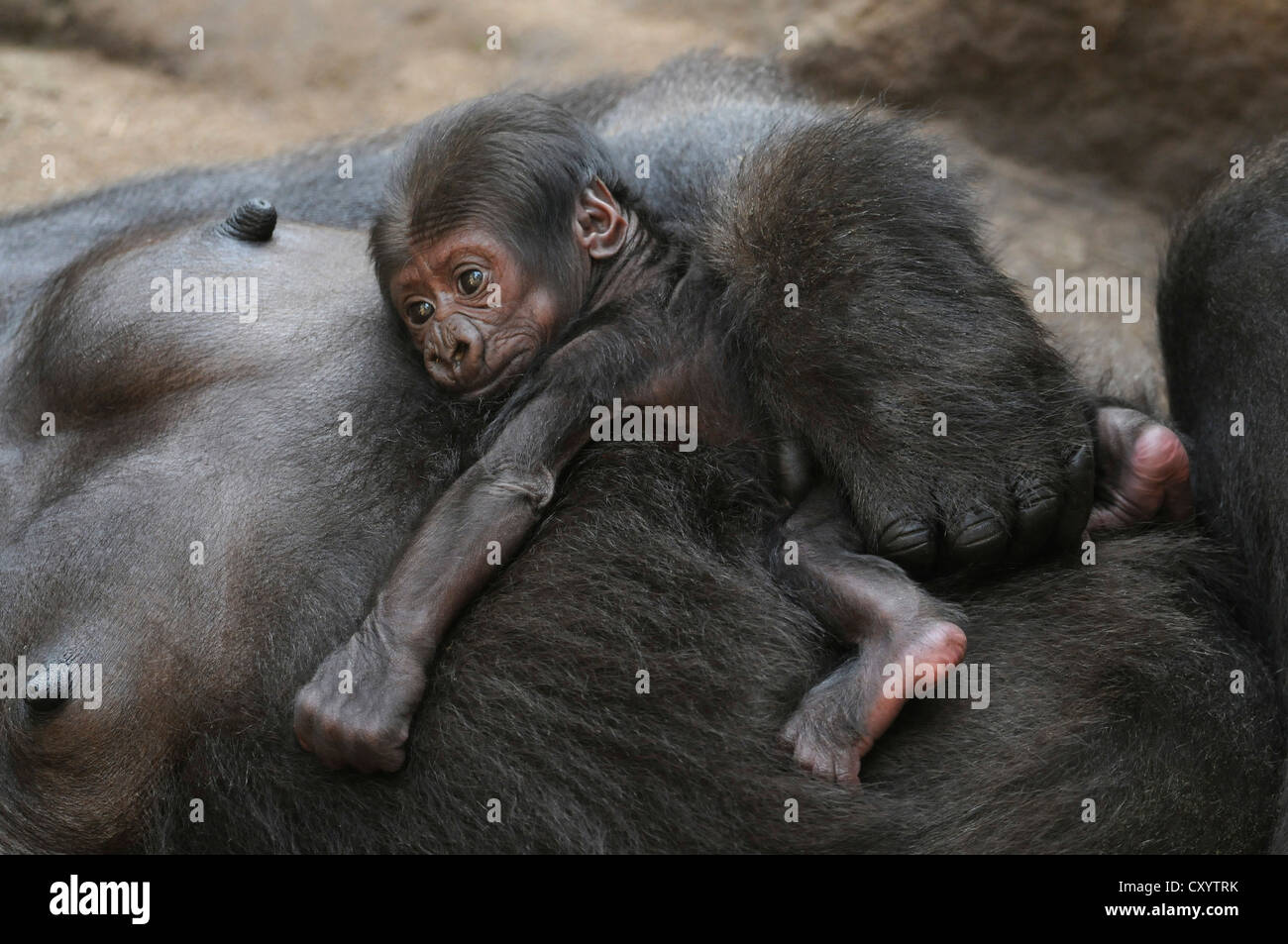 Pianura occidentale (Gorilla Gorilla gorilla gorilla), baby dormendo nel ventre di sua madre, captive, specie africane Foto Stock