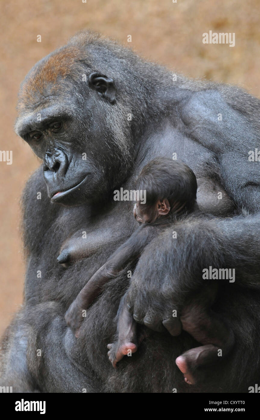 Pianura occidentale (Gorilla Gorilla gorilla gorilla), la madre e il bambino, captive, specie africane, animali da zoo, Bassa Sassonia Foto Stock