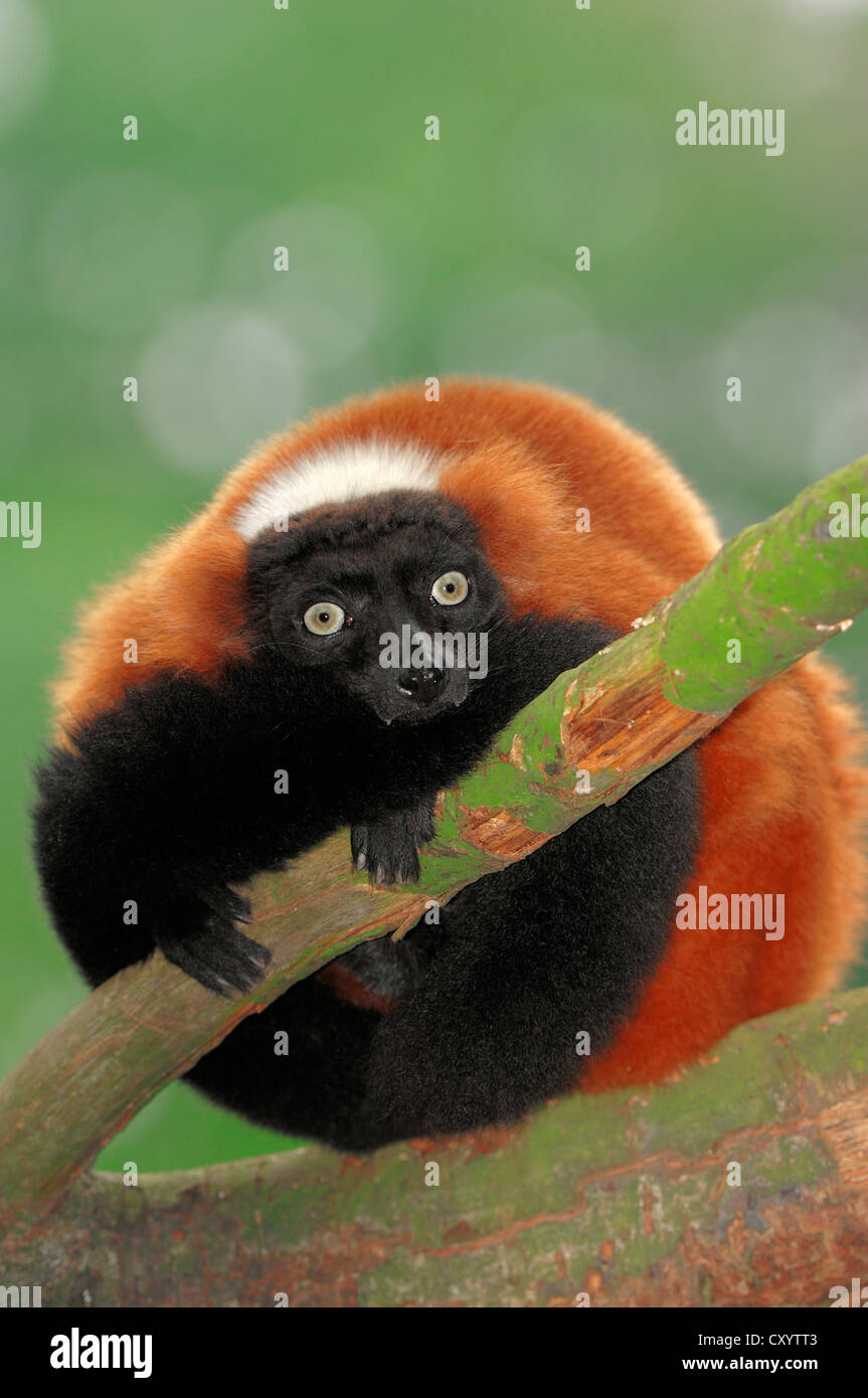 Rosso-lemure ruffed (Varecia variegata rubra), che si trova in Madagascar, captive Foto Stock