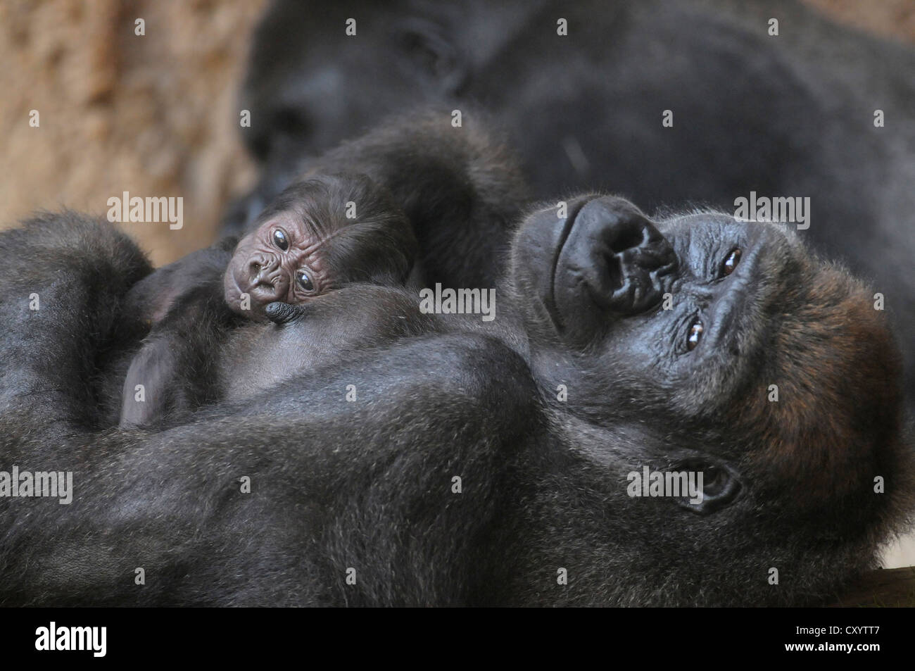 Pianura occidentale (Gorilla Gorilla gorilla gorilla), la madre e il bambino appoggiato, captive, specie africane, animali da zoo, Bassa Sassonia Foto Stock