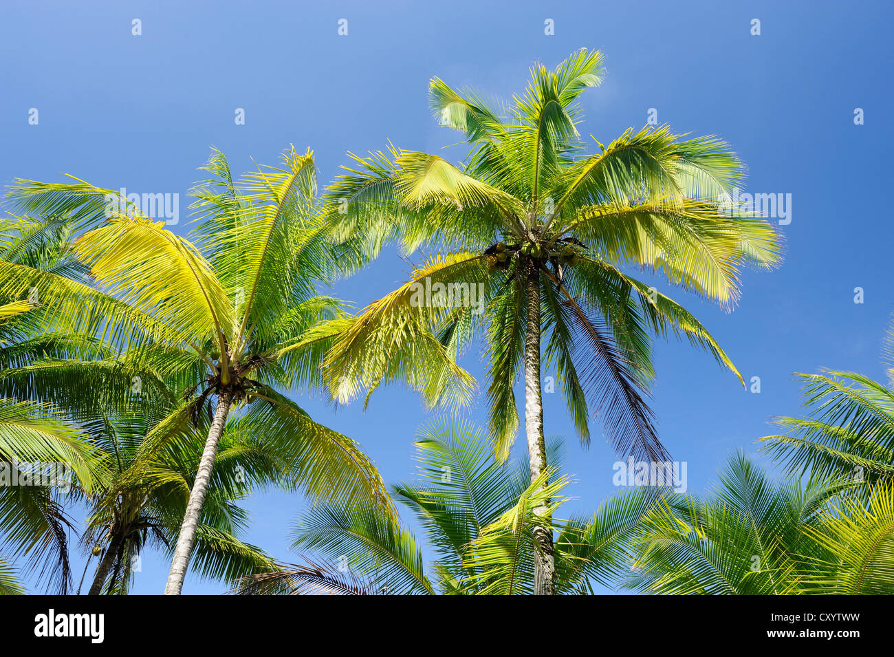 Palme da cocco (Cocos nucifera) presso la costa del Pacifico, Costa Rica, America Centrale Foto Stock