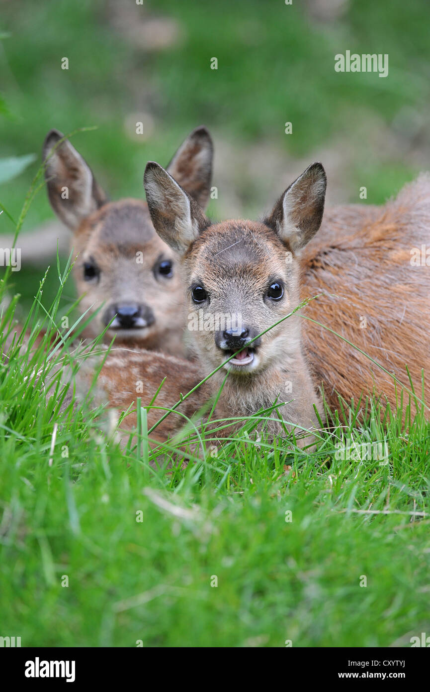 Unione Il capriolo (Capreolus capreolus), due cerbiatti giacente nel prato accanto a una femmina del cervo, in un involucro, Bassa Sassonia, PublicGround Foto Stock