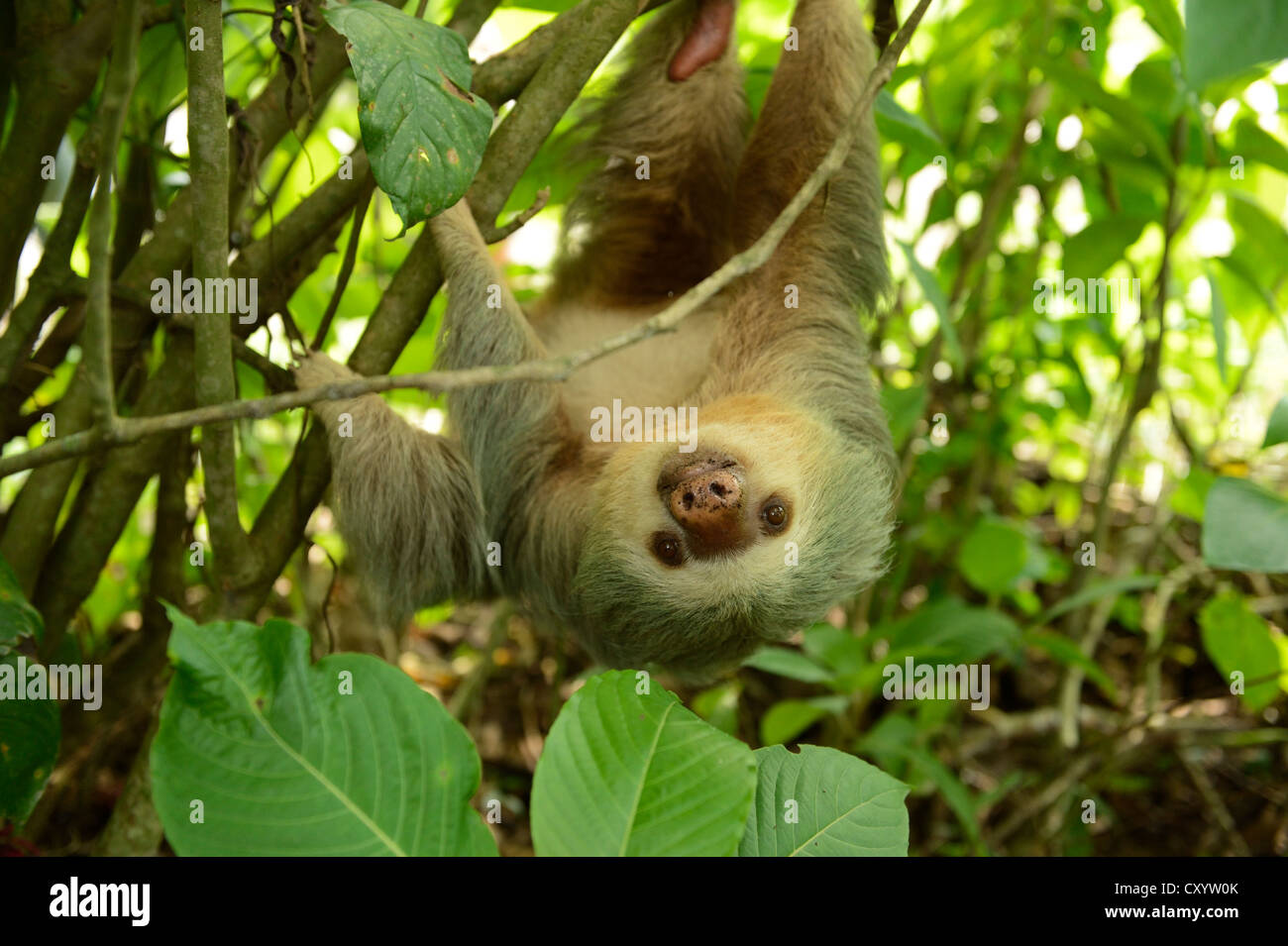 Hoffmann per le due dita bradipo (Choloepus hoffmanni), appeso a testa in giù in un albero, La Fortuna, Costa Rica, America Centrale Foto Stock
