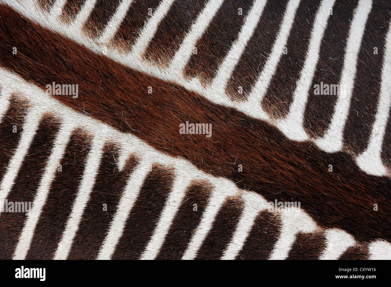 Grévy's zebra (Equus grevyi), vista dettagliata di pelliccia, trovati in Africa, captive, Francia, Europa Foto Stock