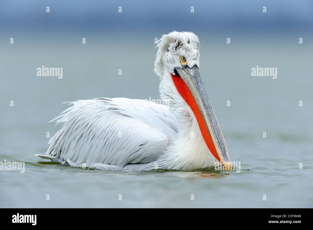 Pellicano dalmata (Pelecanus crispus), il lago di Kerkini, Grecia, Europa Foto Stock