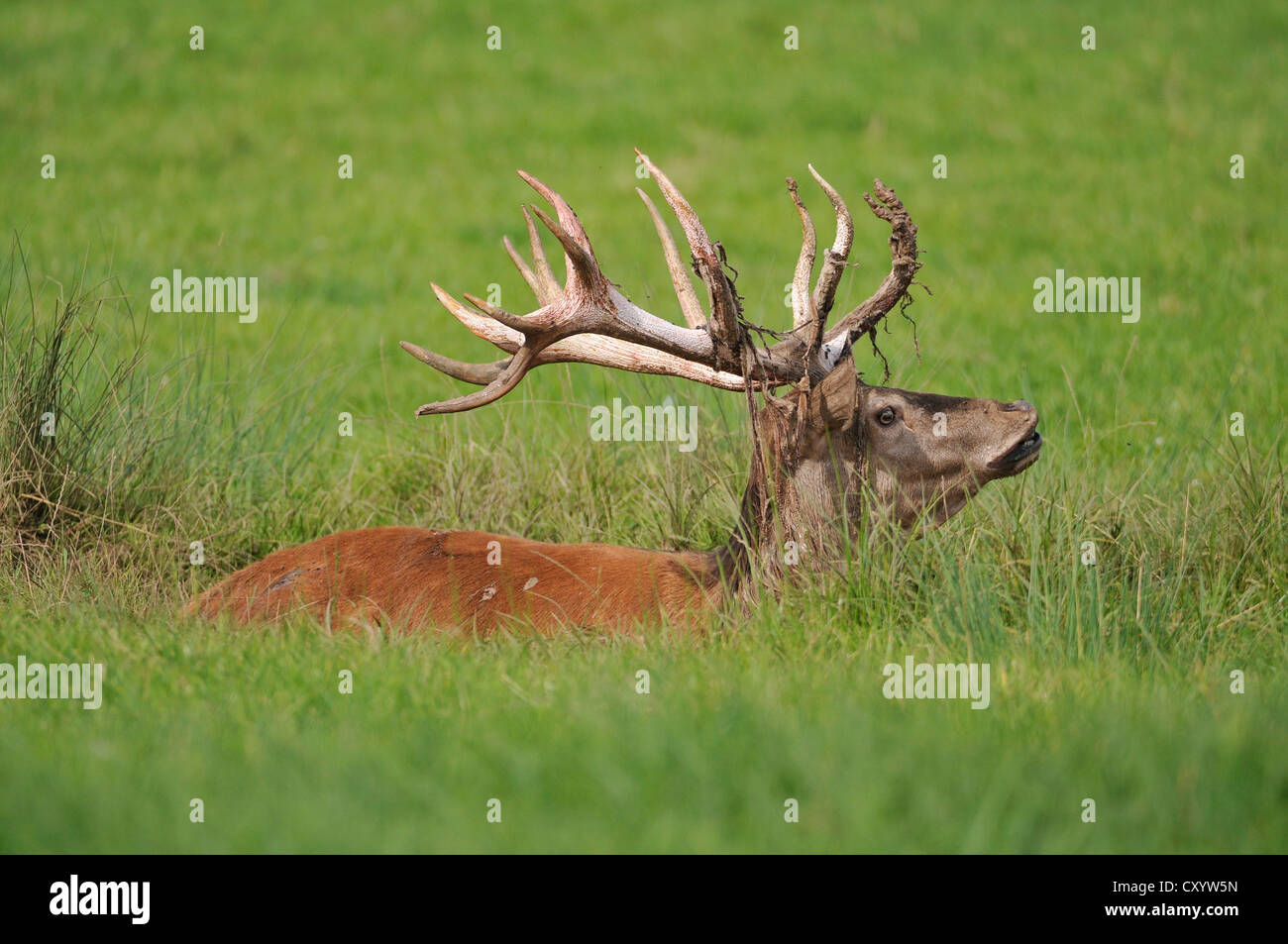 Il cervo (Cervus elaphus), giacente in un sguazzi, rimane di velluto sui palchi, stato game reserve, Bassa Sassonia Foto Stock