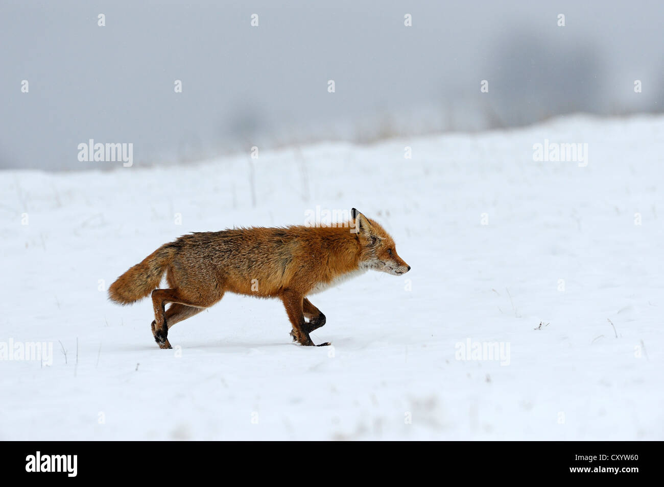 Red Fox (Vulpes vulpes vulpes), durante la stagione di rut in febbraio, Sinite Kamani Natura Park, Bulgaria, Europa Foto Stock