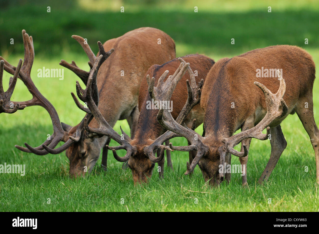Il cervo (Cervus elaphus), il pascolo, stato game reserve, Bassa Sassonia, PublicGround Foto Stock