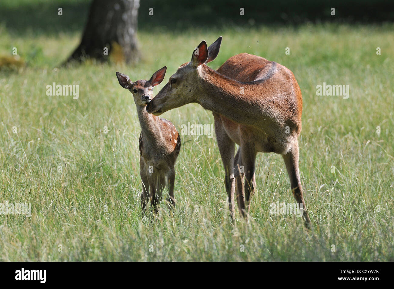 Il cervo (Cervus elaphus), doe, Hind, con capretta, stato game reserve, Bassa Sassonia, PublicGround Foto Stock