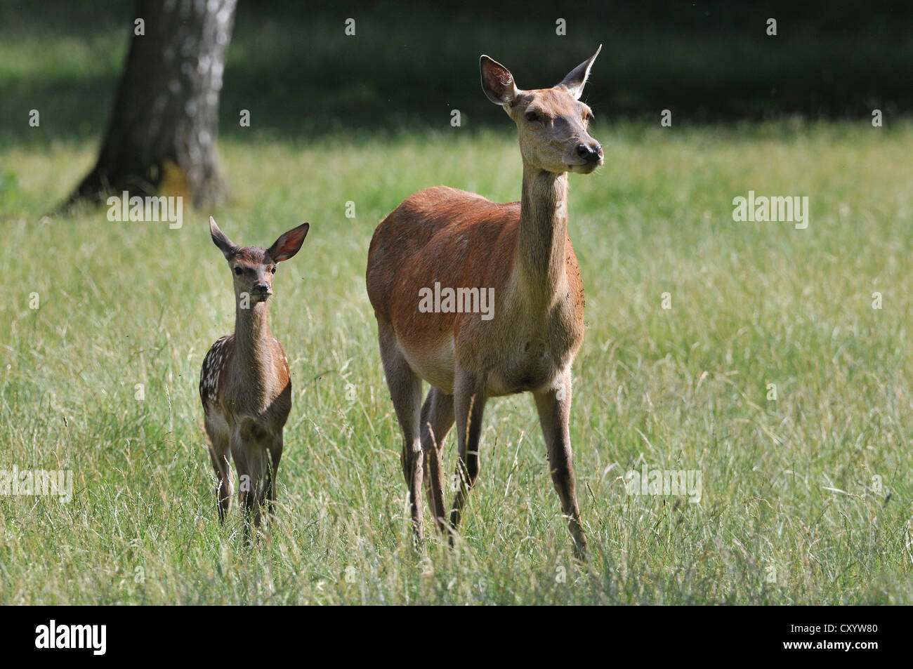 Il cervo (Cervus elaphus), doe, Hind, con capretta, stato game reserve, Bassa Sassonia, PublicGround Foto Stock