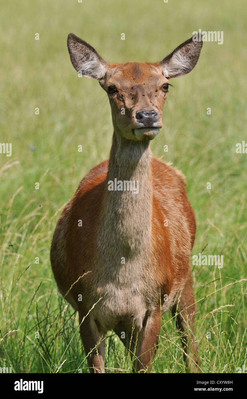 Il cervo (Cervus elaphus), doe, Hind, stato game reserve, Bassa Sassonia, PublicGround Foto Stock