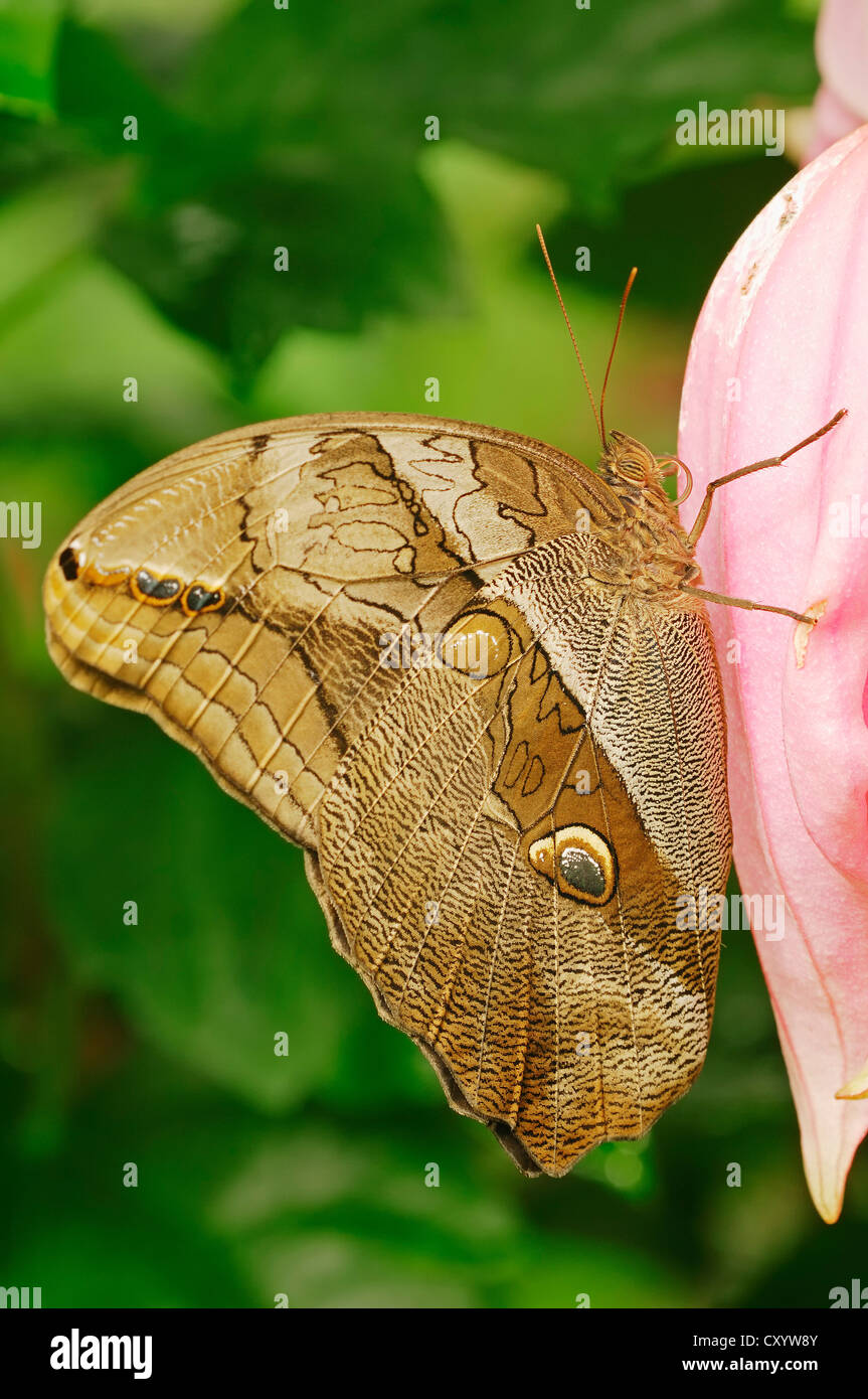 Viola Mort Bleu (Eryphanis polissena), originario del Sud America, captive, Paesi Bassi, Europa Foto Stock