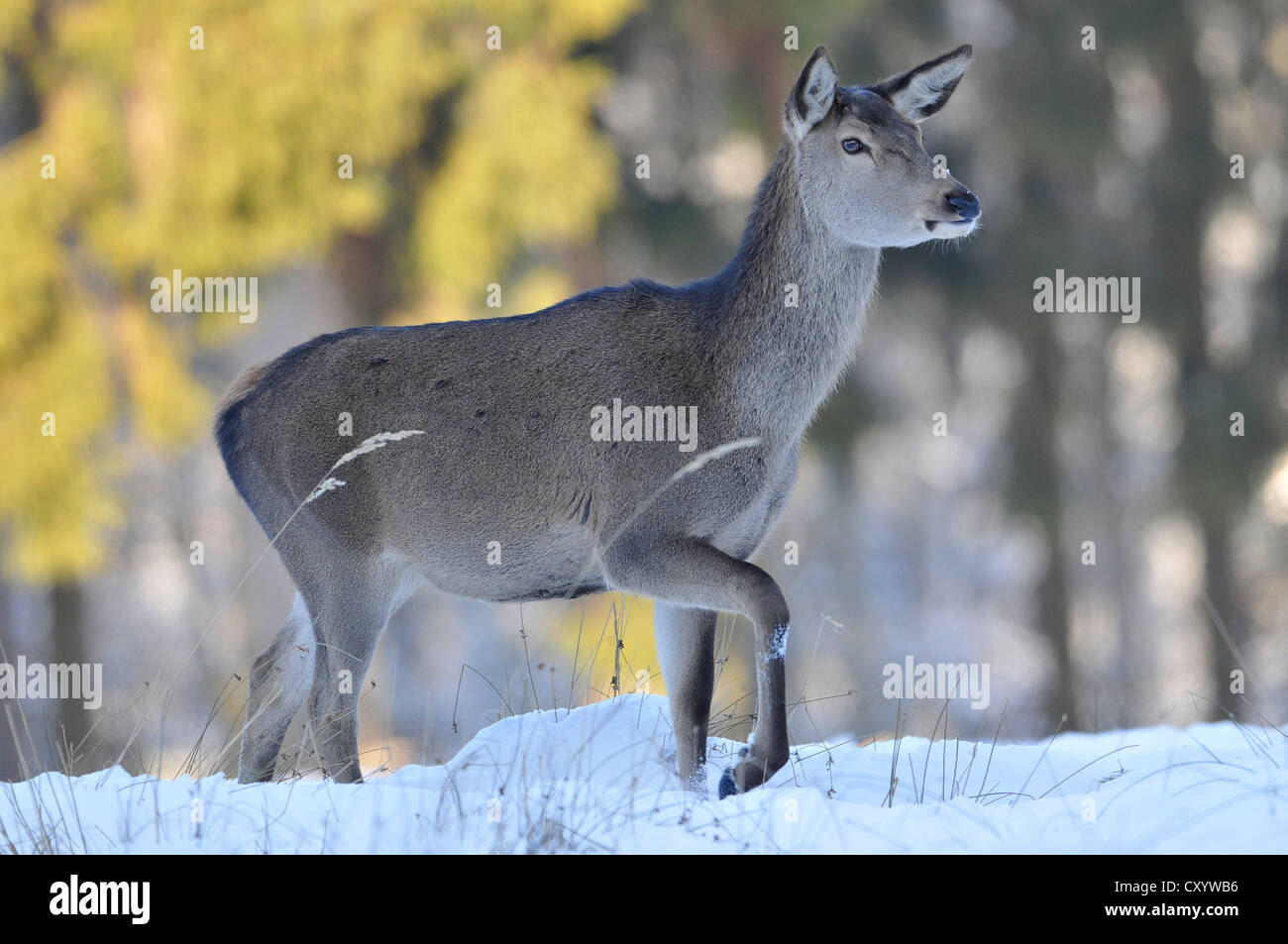 Il cervo (Cervus elaphus), doe, Hind, cappotto invernale, nella neve, membro Game Reserve, Bassa Sassonia, PublicGround Foto Stock