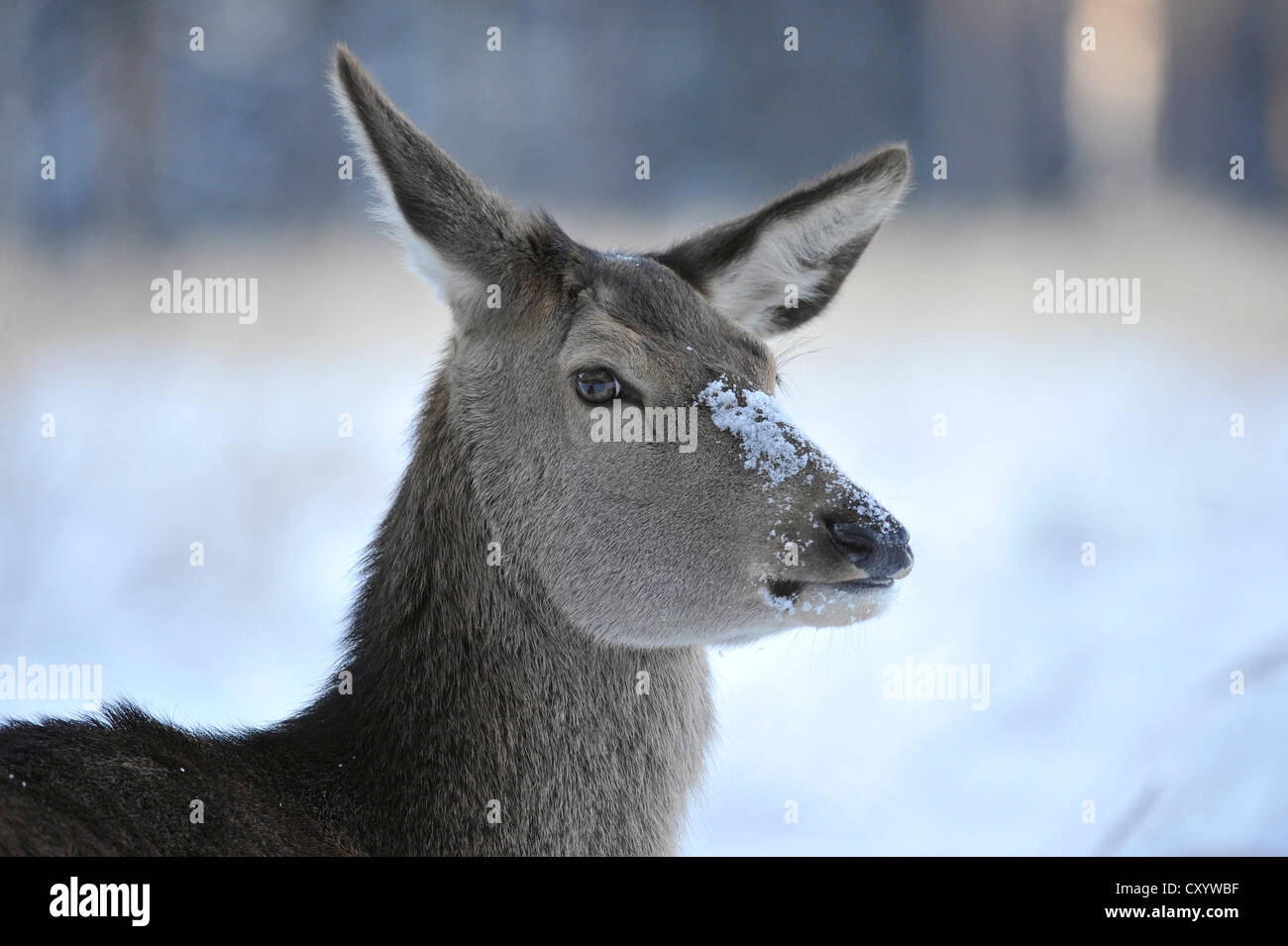 Il cervo (Cervus elaphus), ritratto, doe, Hind, cappotto, stato game reserve, Bassa Sassonia, PublicGround Foto Stock