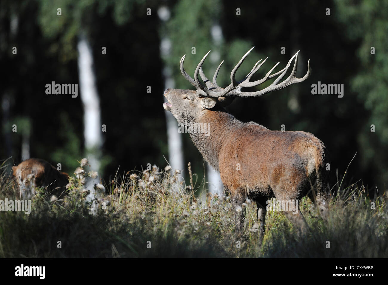 Il cervo (Cervus elaphus), rumoreggianti stag durante la stagione di solchi, stato game reserve, Bassa Sassonia, PublicGround Foto Stock