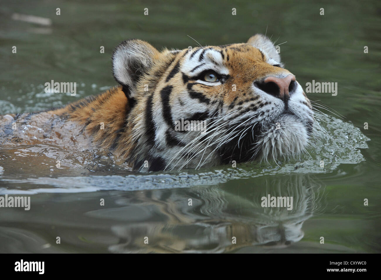 Tigre Siberiana, la tigre di Amur (Panthera tigris altaica), nuoto, zoo, Bassa Sassonia Foto Stock