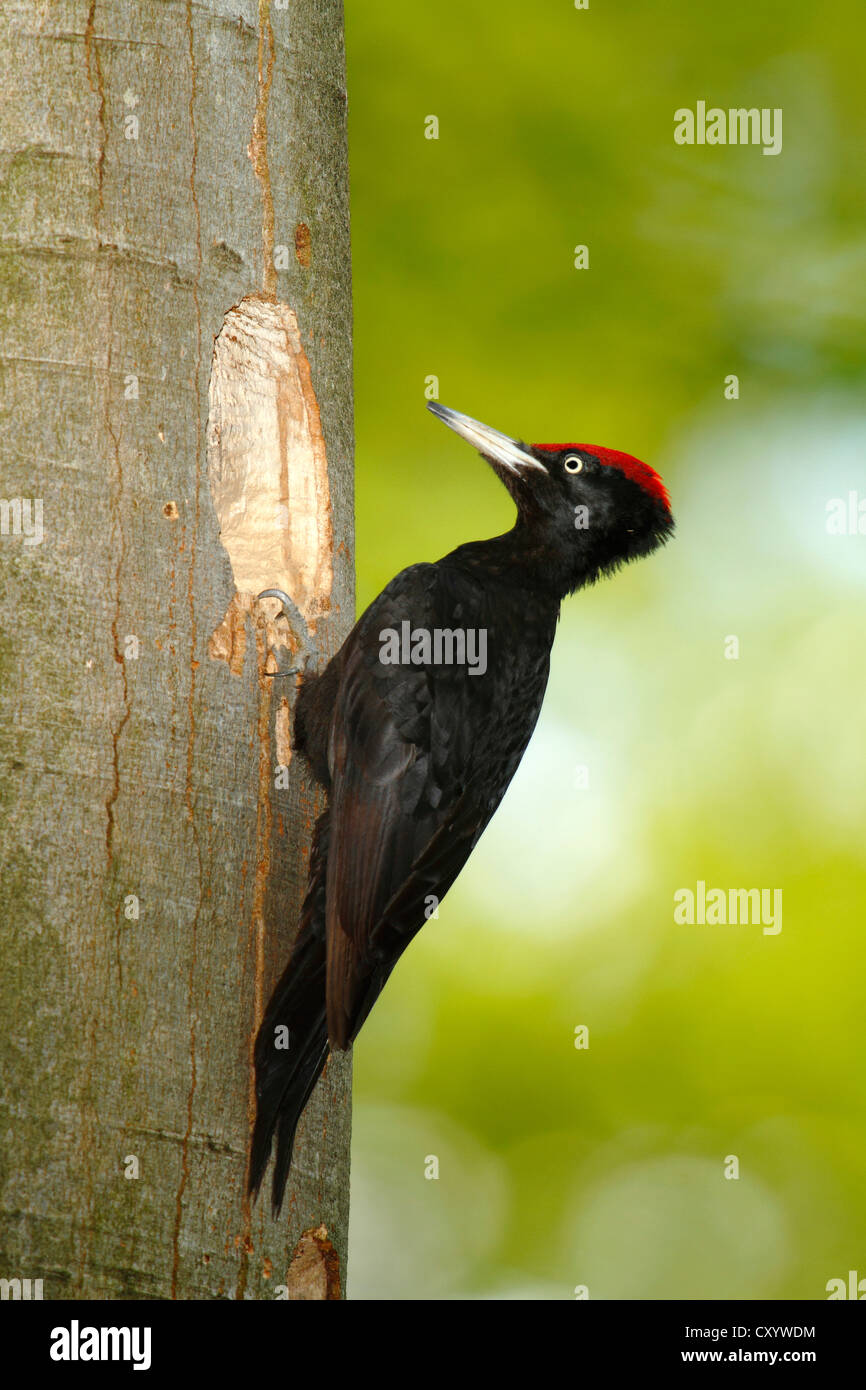 Picchio Nero Dryocopus Martius Maschio Seduti All Ingresso Del Suo Foro Di Nesting Neunkirchen Siegerland Foto Stock Alamy